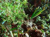 Popolamento su matte di Posidonia oceanica